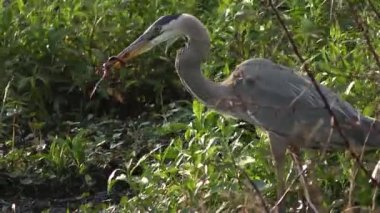 Büyük mavi balıkçıl bir yılan bir bataklık yutma