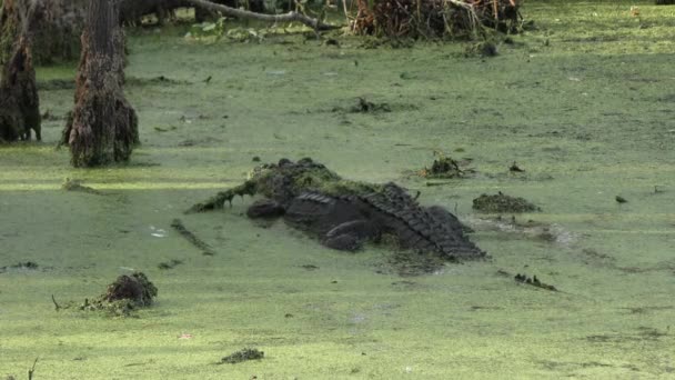 Aligator amerykański duży w bagnie — Wideo stockowe