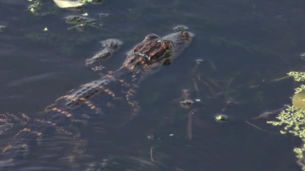 Baby alligator feeds in de vijver — Stockvideo