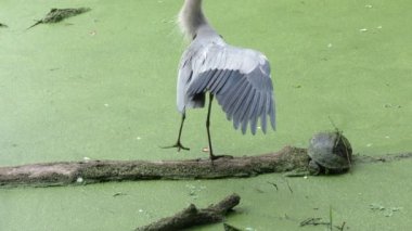 Büyük mavi Herons Florida bataklık bir oturum