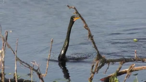 蛇鸟出来水 — 图库视频影像