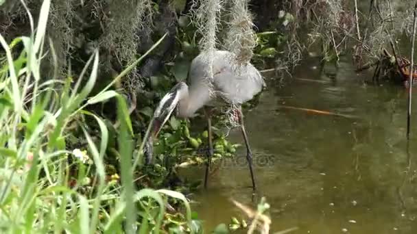 Blaureiher mit einem Wels — Stockvideo