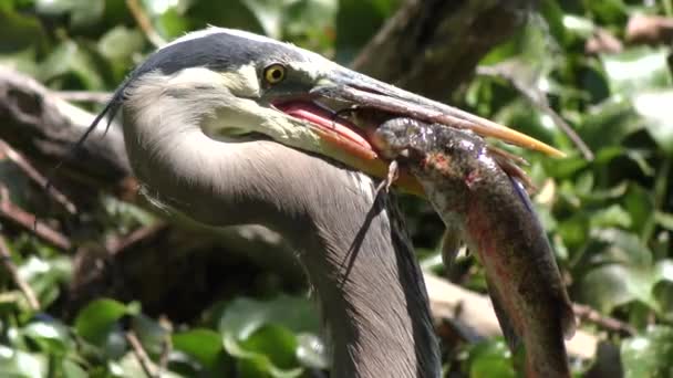 Great Blue Heron with a catfish — Stock Video