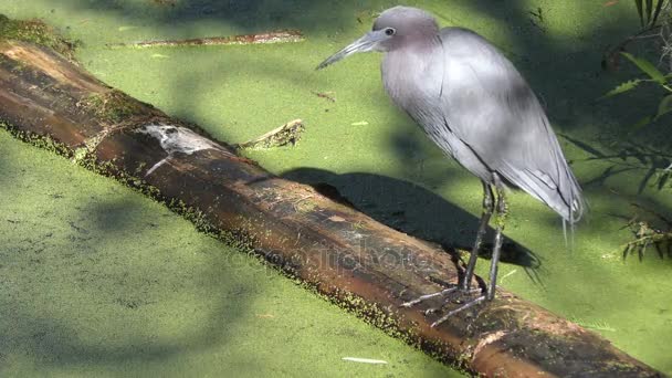 Kleine blauwe reiger op een log in Florida swamp — Stockvideo