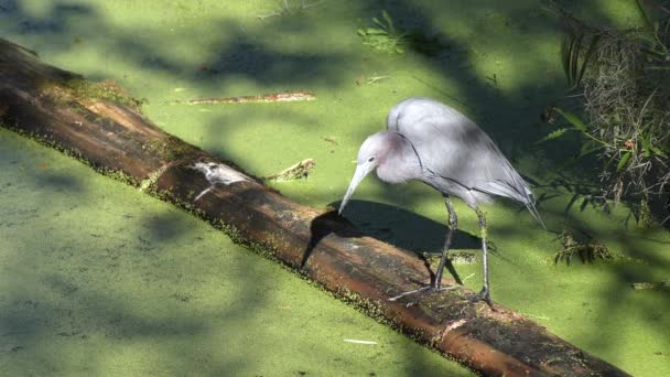 Kleiner blauer Reiher angelt im Sumpf von Florida — Stockvideo