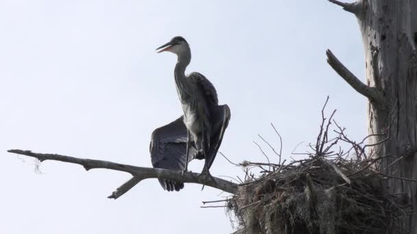 Great Blue Heron basking on a branch — Stock Video