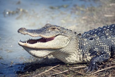 Florida Cooter basking