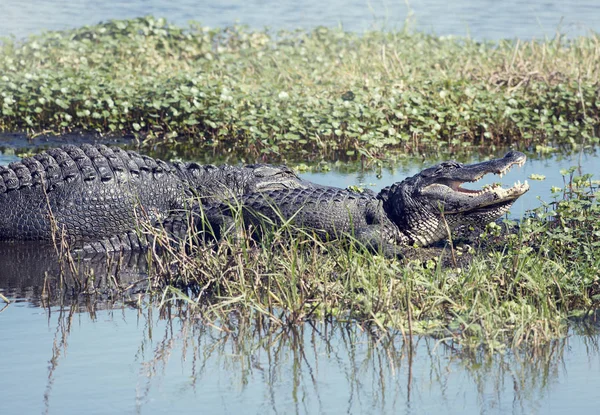Två amerikanska alligatorer — Stockfoto