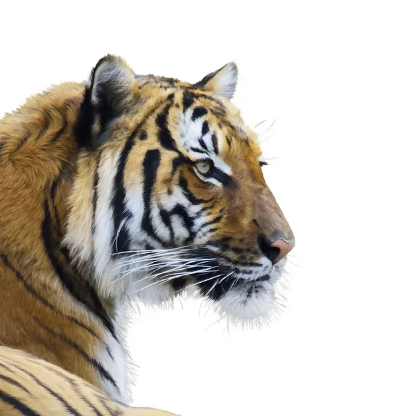 Tiger portrait watercolor — Stock Photo, Image