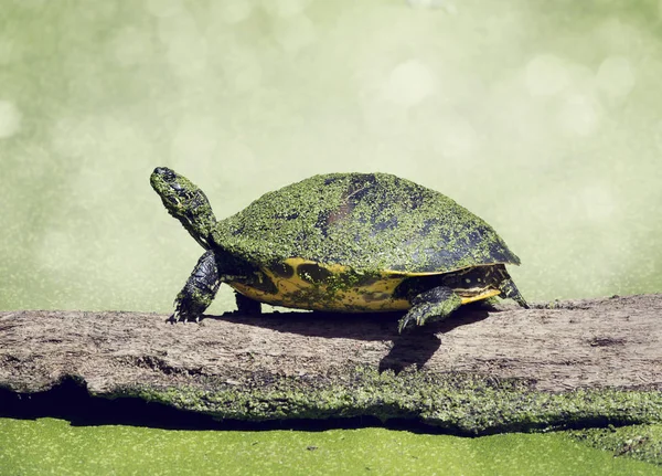 Florida Cooter basking — Stock Photo, Image