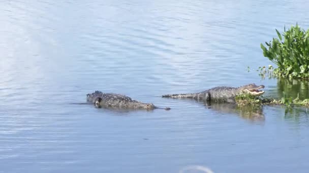 Аллигатор выбрал место для купания — стоковое видео