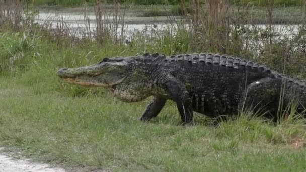 Stor alligator korsning väg i Florida våtmarker — Stockvideo