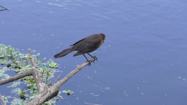 Boat-tailed Grackle female on a branch — Stock Video