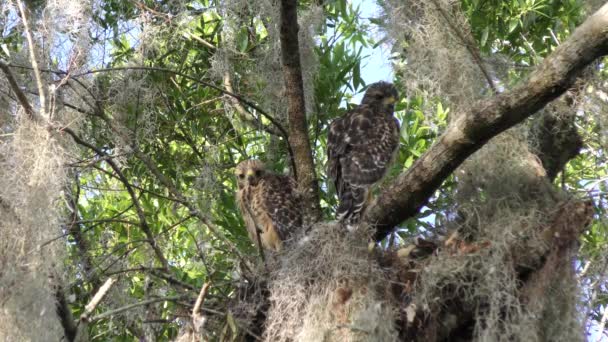 Jóvenes halcones de hombro rojo en el nido — Vídeos de Stock