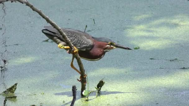 Зелена чапля риболовлі у Флориді болото — стокове відео