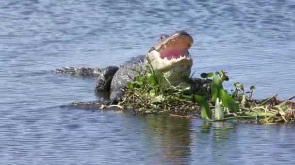 太陽を浴びて大きなワニ — ストック動画