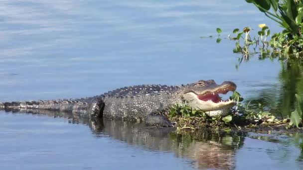 Alligator basking in the sun with its mouth open — Stock Video