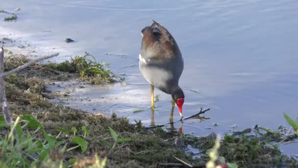 Gemensamma Gallinule feeds i en sjö — Stockvideo