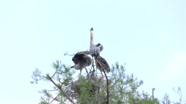 Great Blue Heron feeds its chicks — Stock Video