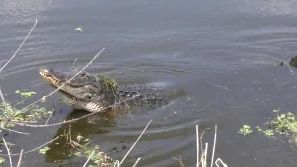 Alligator growling during breeding season — Stock Video