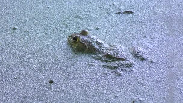 Bullfrog in Florida swamp — Stockvideo