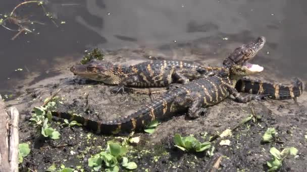 Детские аллигаторы греются у пруда — стоковое видео