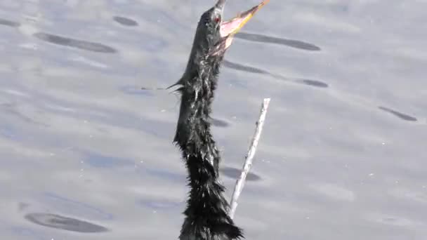 Anhinga beim Abschuss eines großen Fisches — Stockvideo