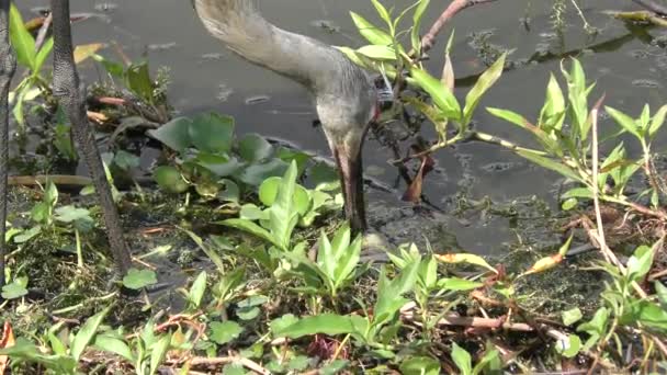 Grue du Canada mangeant un œuf de tortue — Video