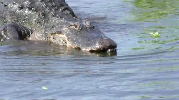 Alligator zwemt met een schildpad in haar mond — Stockvideo
