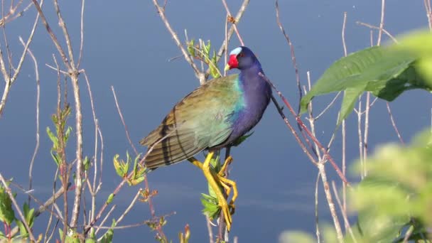 Purple Gallinule on a branch near lake — Stock Video