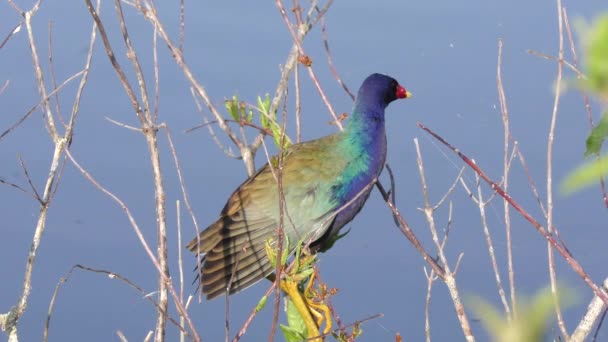 Μωβ Gallinule πάνω σε ένα κλαδί κοντά στη λίμνη — Αρχείο Βίντεο