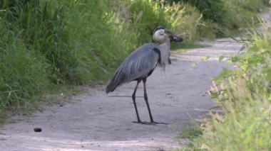 Büyük mavi balıkçıl büyük bir balık ile
