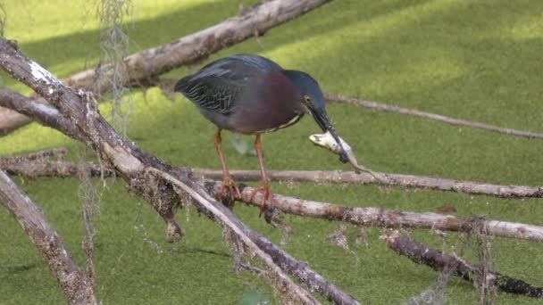 Green heron with a frog in Florida wetlands — Stock Video