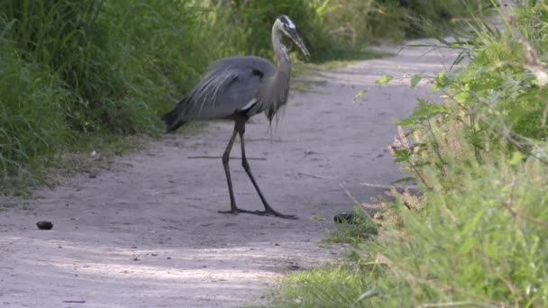 Great blue heron with a big fish — Stock Video