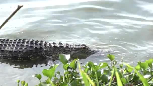 Pesca de caimán en un lago — Vídeo de stock