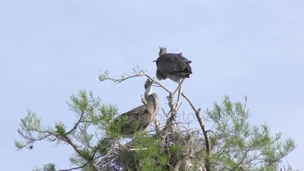 年轻的大蓝鹭巢 — 图库视频影像