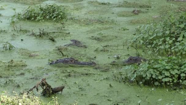 Ritual de apareamiento de caimanes en el pantano de Florida — Vídeos de Stock