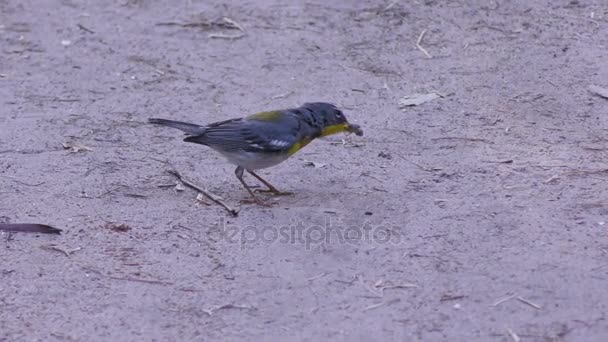 Pássaro de Parula do Norte se alimenta de insetos — Vídeo de Stock