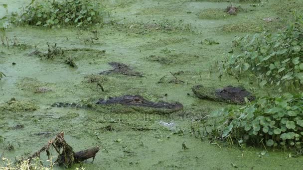 Alligatorer parningsbeteende våren — Stockvideo