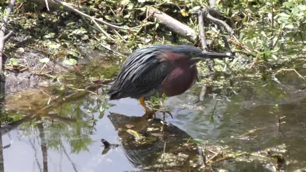 Green Heron in a pond — Stock Video