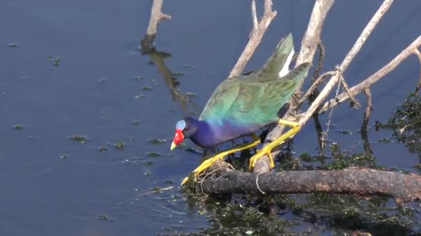 Lila Gallinule feeds i en sjö — Stockvideo