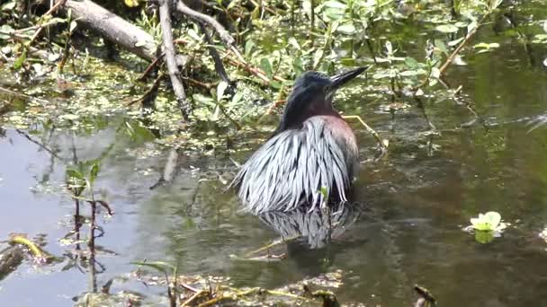 Green Heron svalkar dig i vattnet — Stockvideo