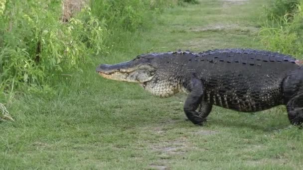 grand alligator marchant jusqu'au lac 