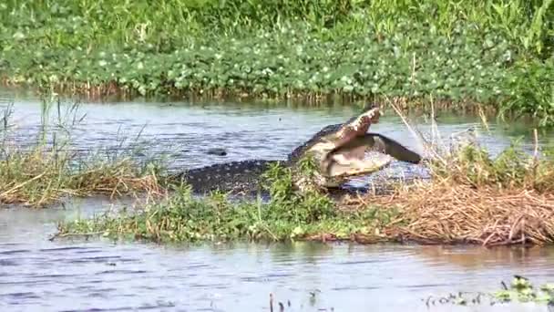 Grande jacaré alimenta-se de peixe Florida Gar — Vídeo de Stock