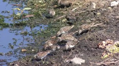 En azından Sandpiper kuş Gölü yakınındaki