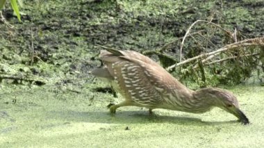 olgunlaşmamış siyah taç gece-Heron beslemeleri