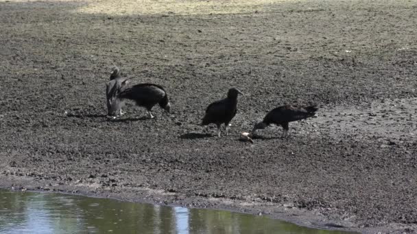 Black Vultures feed on dead fish near drying pond — Stock Video
