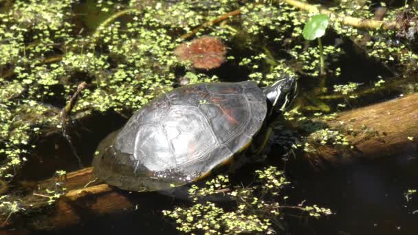 Florida Red-bellied tartaruga basking — Vídeo de Stock