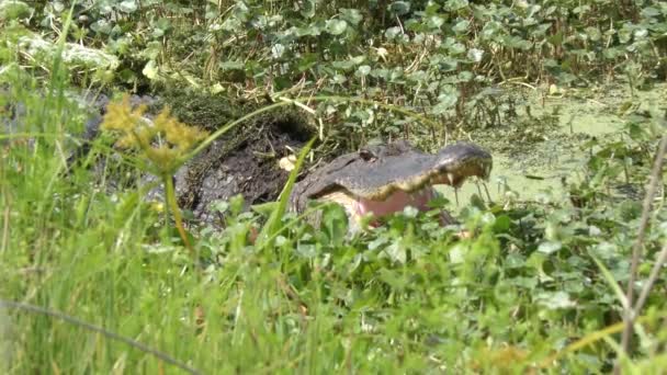 Grote alligator opent haar mond wijd — Stockvideo