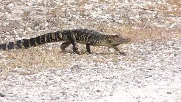 Jonge Amerikaanse alligator wandelen — Stockvideo